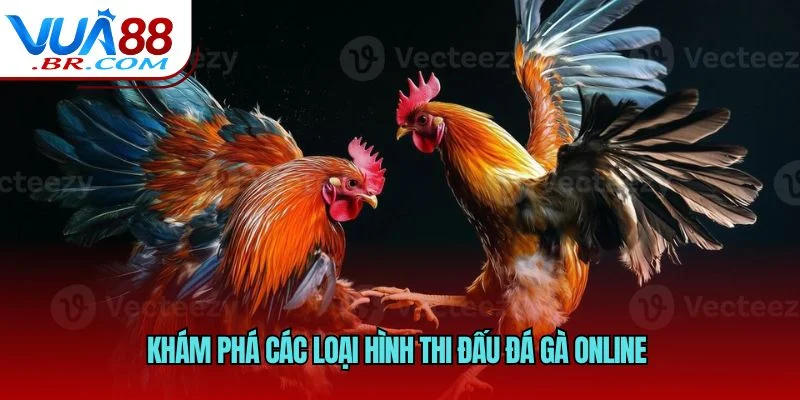 Khám phá các loại hình thi đấu đá gà online 